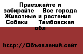 Приезжайте и забирайте. - Все города Животные и растения » Собаки   . Тамбовская обл.